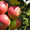 Саженцы яблонь,  груш,  черешен,  вишен,  слив,  смородины и крыжовника #19481