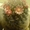 КАКТУС Маммиллярия бокасская (Mammillaria bocasana) #39844