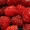 саженцы малины крупноплодной бесшипной,  клубника,  декоративные растения #135072