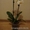 Орхидея фаленопсис дендробиум ванда #541466