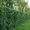 кустарники для живых изгородей боярышник, бирючину #665467