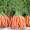 Продаем морковь сортов Шантане,  Каротель,  Фэнси выращенную в Беларуси #776024