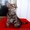 Котенок Пуся -пушистое счастье для Вас! #896020