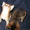 Абиссинские котята Питомник абиссинских кошек #909027