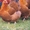 Породистые цыплята орпинктон,  кохинхин,  разного возраста #1019304