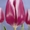 Тюльпаны оптом Беларусь #1041824