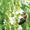 Донник белый (медонос,  сидерат,  кормовая культура,  лекарственное растение) #1074690