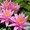   Водная лилия-Нимфея,  розовая,  бордовая и много других различных рас #1247141