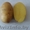 Продам картофель домашний с бесплатной доставкой в Минске #1289325