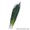 Семена лука на перо VULCAN / ВУЛКАН фирмы Китано #1296180