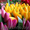 Тюльпаны оптом и в розницу #1376679
