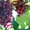Саженцы плодового винограда из питомника. #1380769