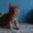 Котёнок Мейн-кун двухмесячный. #1599724