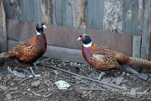  Только тут можно купить фазанов охотничьих (самцов,  6 мес,  1, 5 кг) #2988