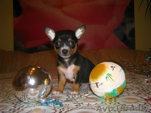 Продам щенков чихуа-хуа #3037