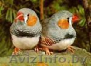 Продаю птиц  #3038