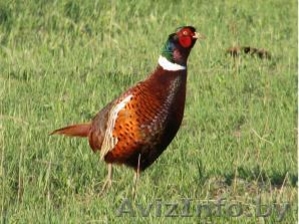 Фазан охотничий #2626