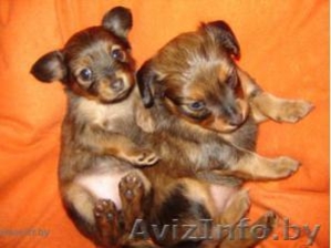 Продаются 2 щенка  длинношерстого тоя #3240