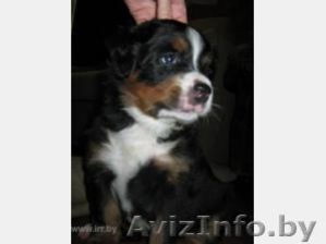 Продаются щенки бернского зенненхунда #3241