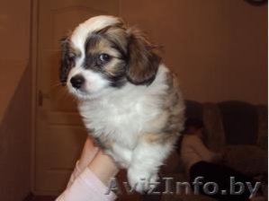 Китайская-хохлатая щенок 2 мес #2624