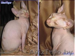 Продаётся  мальчик канадского сфинкса #3185
