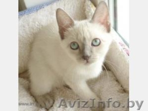 Продаём  котенка-девочку очень редкой породы 