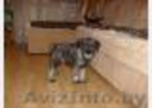 Продам  щенков миттельшнауцера #3239