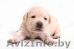 Продаются щенки лабрадора ретривера #3066