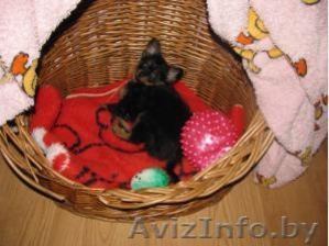 Продаётся русский той #3495