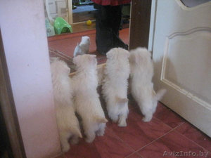 Вест хайленд уайт терьера очаровательня девочка #4593