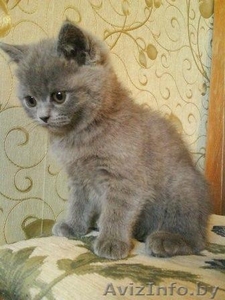 Британские короткошёрстные котята #4154