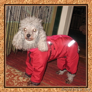 одежда для собак #8724