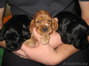 Продаю щенков английского кокер-спаниеля. #7168