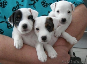 Продам щенков Парсон Рассел терьера #10979