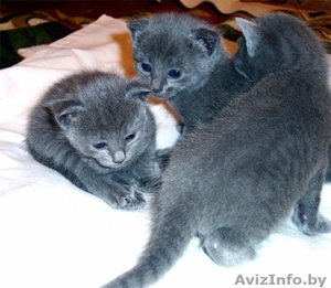 Продам чистокровных голубых русских котят #10977
