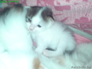 Отдаю котят в дар))))))) #6604