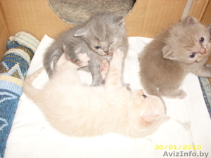 Британские котята, редких окрасов, два котика и кошечка, приучены к туалету, 1, 5мес. #7748