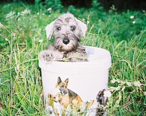 Щенков цвергшнауцера #9332