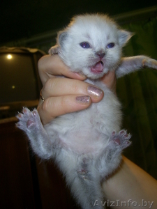 котята персидские. #8567