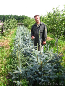 Саженцы декоративных растений #8920