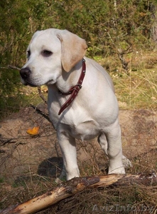 Куплю пометом Лабрадора-ретривера ! #11646