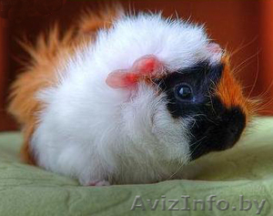 Куплю морскую свинку #14294