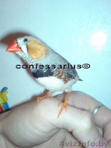 Амадины (экзотические птицы) #16885