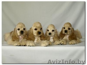 щенки американского кокер-спаниеля #17959