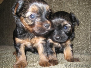 Продам щенков йоркширского терьера  #11243