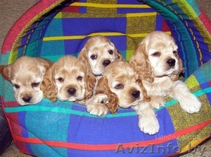 Продаются щенки американского кокер-спаниеля #12598