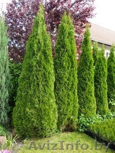 Декоративные деревья и кустарники. Плодовые саженцы. Саженцы роз мн. др. #13095