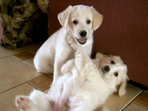 Продаются щенки,  метисы лабрадора #16768