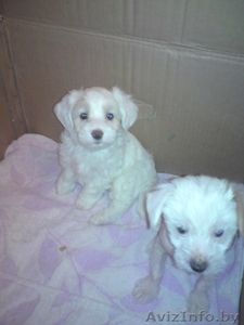 Щенки китайской хохлатой #18641