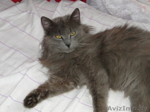 Серый кот ищет хозяина. #15479